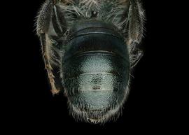   Osmia glauca  male abdomen, photo: Chelsey Ritner
