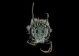   Osmia glauca  male face, photo: Chelsey Ritner 
