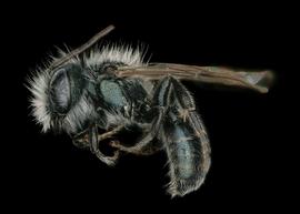   Osmia glauca  male lateral habitus, photo: Chelsey Ritnernbsp; 
