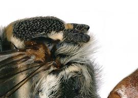   Coelioxys sp.  female scutellum, photo: C. Ritner 
