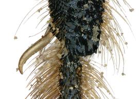   Lithurgopsis apicalis  female tibial spur, photo: C. Ritner 
