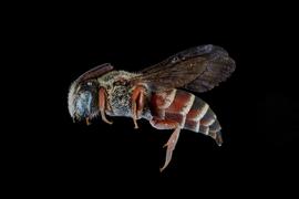   Dioxys productus  female lateral habitus, photo: C. Ritner 
