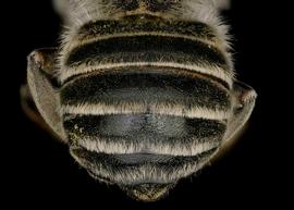   Trachusa perdita  female abdomen, photo: C. Ritner 
