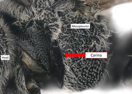   Dioxys pomonae  female omaulus with carina, photo: C. Ritner 
