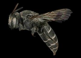   Dioxys pomonae  female lateral habitus, photo: C. Ritner 
