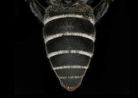   Dioxys pomonae  female abdomen, photo: C. Ritner 
