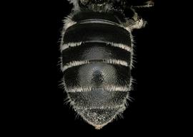   Protosmia ribifloris  female abdomen, photo: C. Ritner 
