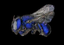   Osmia cobaltina  female lateral habitus, photo: C. Ritner 
