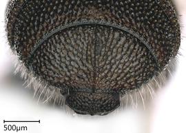   Ceratina armata , male. photo: Chelsey Ritner 
