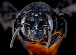   Euaspis abdominalis  female face, photo: C. Ritner 
