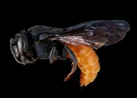   Euaspis abdominalis  female lateral habitus, photo: C. Ritner 
