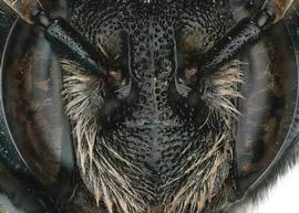   Euaspis abdominalis  male face, juxtantennal carina and impunctate median ridge present, photo: C. Ritner 
