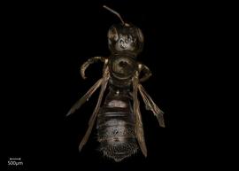   Ceratina braunsi  dorsal habitus, photo: Joshua Hengel 
