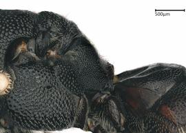   Ceratina armata , female lateral propordeum. photo Colleen Meidt 
