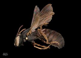   Ceratina armata  male lateral habitus, photo: Joshua Hengel 
