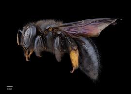  Xylocopa lugubris female lateral, photo: Colleen Meidt 
