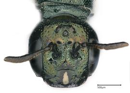   Ceratina nanula , female face. photo: Brooke Bagot 
