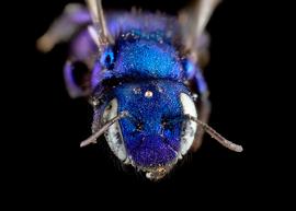   Osmia cobaltina  female face, photo: C. Ritner 
