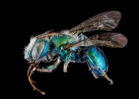   Osmia kincaidii  male lateral habitus, photo: C. Ritner 
