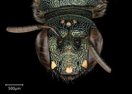   Ceratina  sp. female face, photo: Joshua Hengel 
