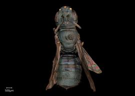   Ceratina  sp. female dorsal habitus, photo: Joshua Hengel 
