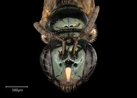   Ceratina  sp. female face, photo: Joshua Hengel 
