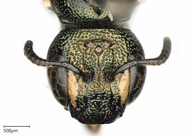   Ceratina catamarcensis , female. photo: Chelsey Ritner 
