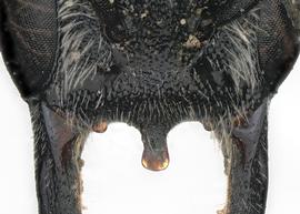   Protosmia rubifloris  female clypeus highly modified, photo: C. Ritner 
