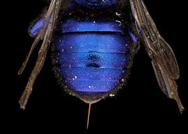   Osmia cobaltina  female abdomen, photo: T. Brady 
