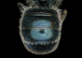  Osmia latisulcata  female abdomen. Photo: Chelsey Ritner 
