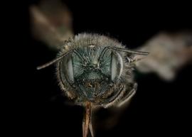   Osmia latisulcata  female face. Photo: Chelsey Ritner 
