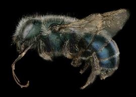   Osmia latisulcata  female lateral habitus. Photo: Chelsey Ritner 
