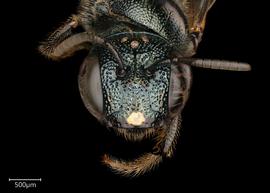   Ceratina  sp. fe?male face, photo: Joshua Hengel 
