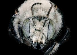   Osmia integra  male face, photo: C. Ritner 
