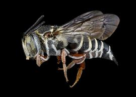  Coelioxys novomexicana  female lateral habitus, photo: C. Ritner 
