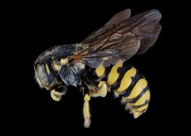   Dianthidium ulkei  male lateral habitus, photo: C. Ritner 
