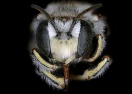   Anthidium cockerelli  male face, photo: C. Ritner 
