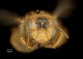   Anthidium (Gulanthidium)  sp. female face, photo: Chelsey Ritner 

