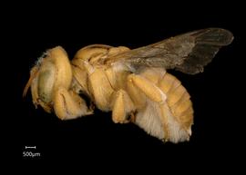   Anthidium (Gulanthidium)  sp. female lateral habitus, photo: Chelsey Ritner 
