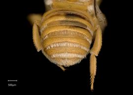   Anthidium unicum  female abdomen, photo: Chelsey Ritner 
