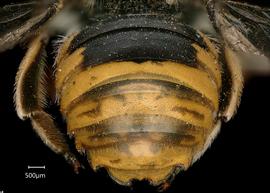   Anthidium bechuanalandicum  male abodmen, photo: Chelsey Ritner 
