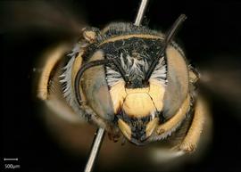   Anthidium bechuanalandicum  male face, photo: Chelsey Ritner 
