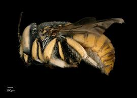   Anthidium bechuanalandicum  male lateral habitus, photo: Chelsey Ritner 
