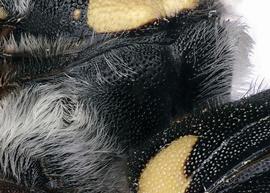   Aztecanthidium tenochitlanicum  male propodeum, photo: C. Ritner 
