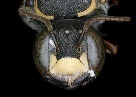   Aztecanthidium tenochtitlani  female face, photo: C. Ritner 
