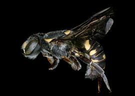   Aztecanthidium tenochtitlani  female lateral habitus, photo: C. Ritner 
