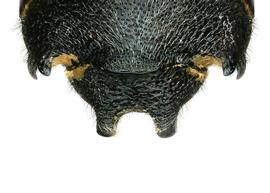   Aztecanthidium tenochititlanicum  male T6 and T7, photo: C. Ritner 
