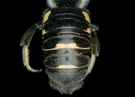   Aztecanthidium tenochtitlani  male abdomen, photo: C. Ritner 
