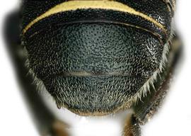   Aztecanthidium tenochititlanicum  female terga, photo: C. Ritner 
