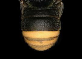   Anthodioctes megachiloides  male lateral habitus, photo: C. Ritner 
